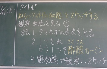 タマネギの細胞をスケッチする ２年理科 八潮中weblog