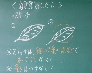 身近な植物の観察 １年理科 八潮中weblog